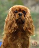 Cavalier King Charles Spaniel 9F51D-10